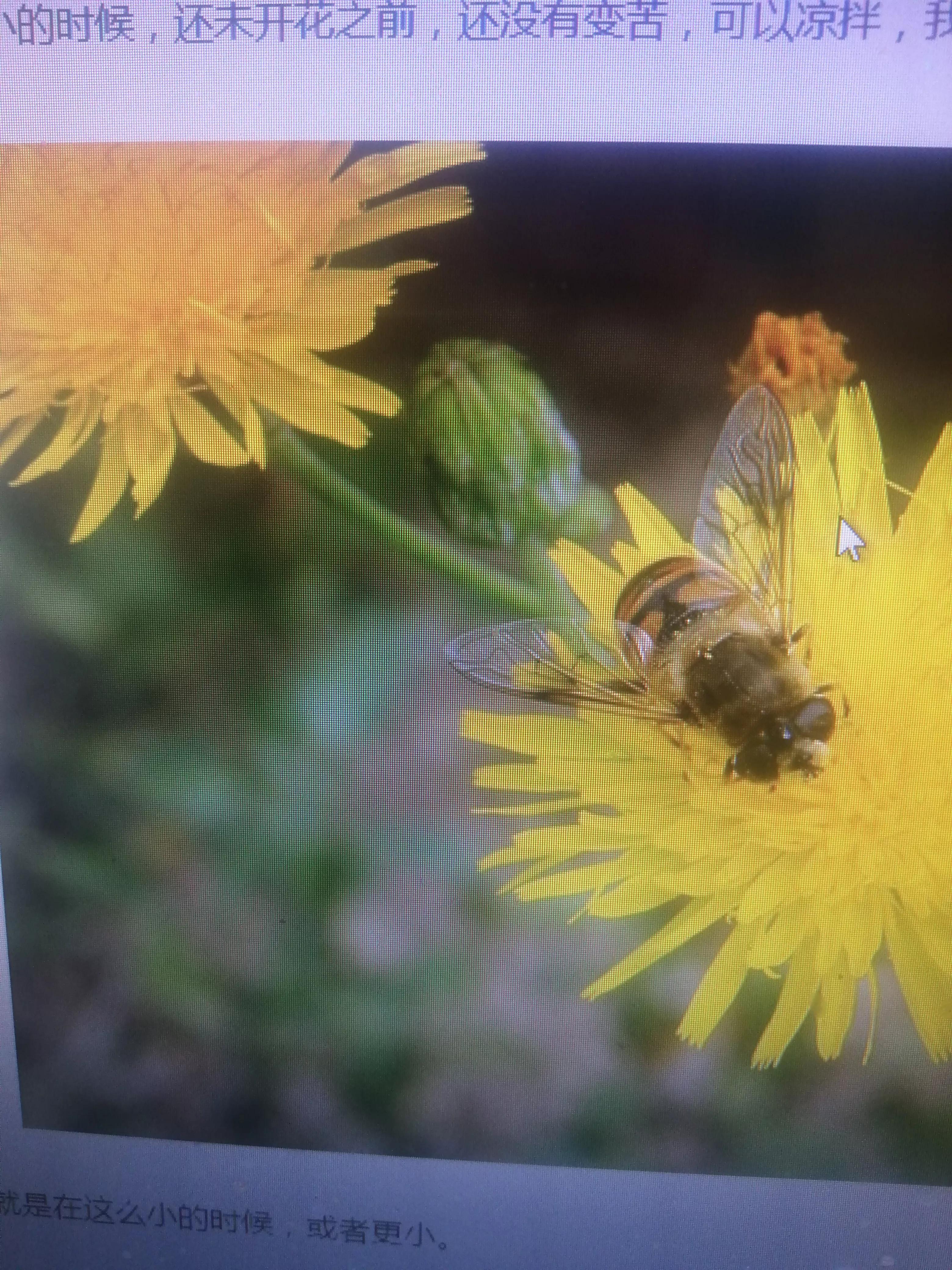 陕北山坡上的野花,黄土坡上的野花