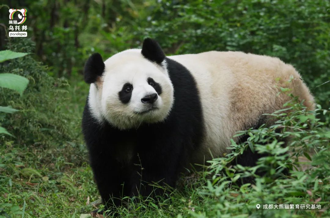 熊猫各种姿势图片,熊猫各种各样的姿势