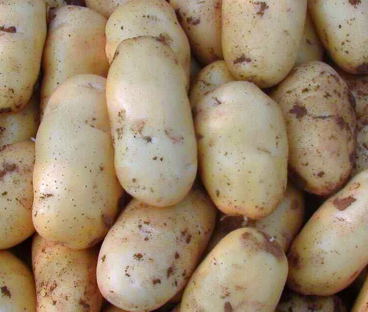 土豆常温保存不发芽最简单的方法,夏天土豆怎么保存不发芽