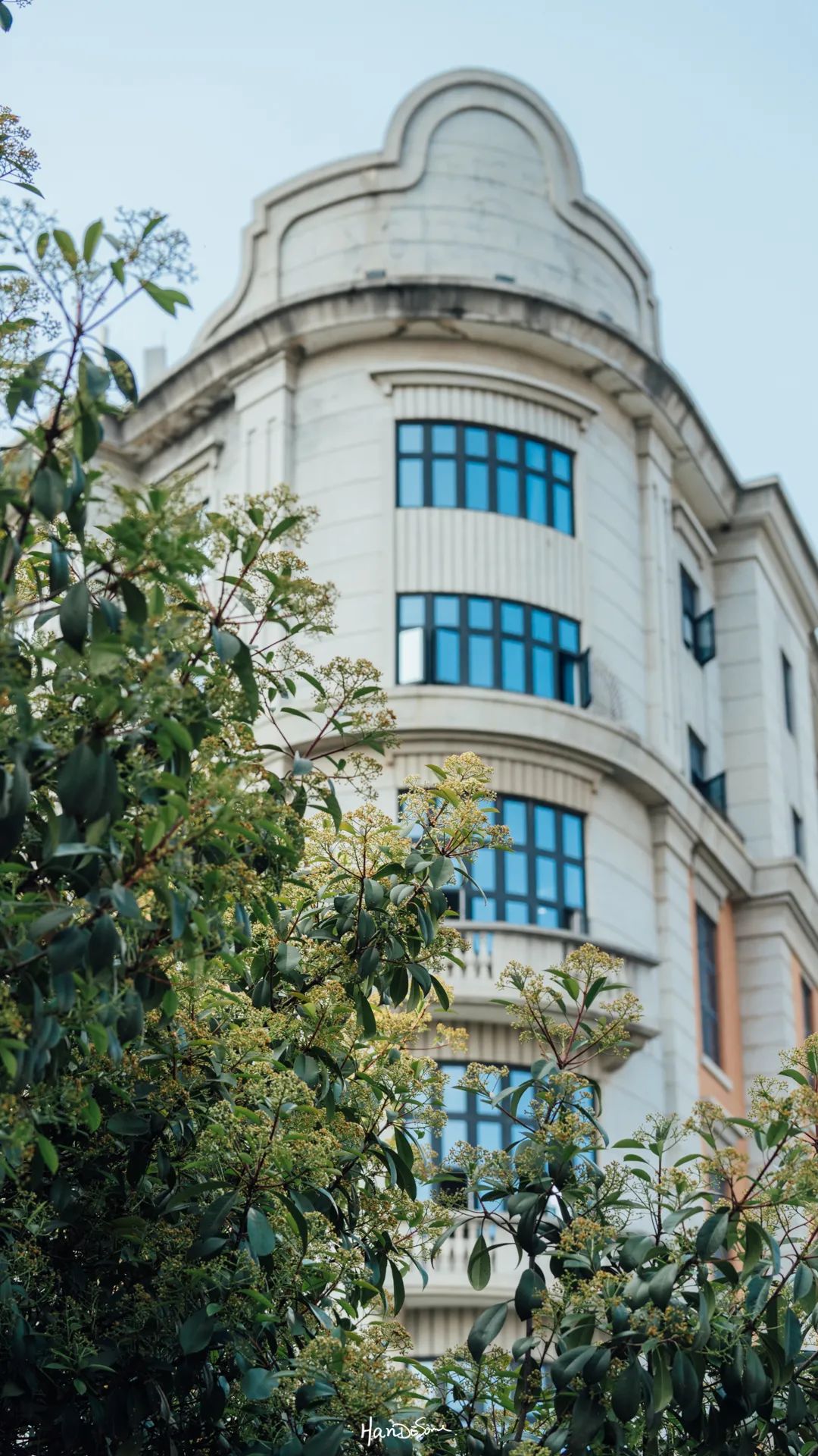 梧桐絮和石楠花,极限二选一