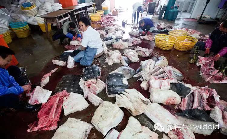 姚明公益广告拒绝吃鱼翅,姚明吃鱼翅原视频