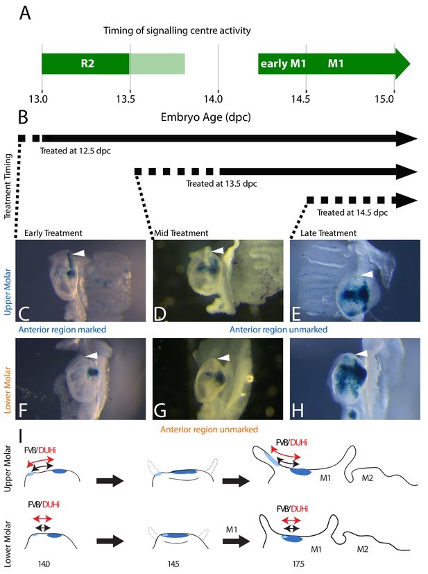 基于小鼠磨牙进化演变，研究其发育变异性通道的进化过程