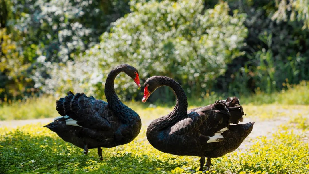 被黑天鹅打了,被黑天鹅打了一顿