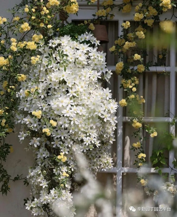 第八届园丁奖露台组《030号》洛基花园