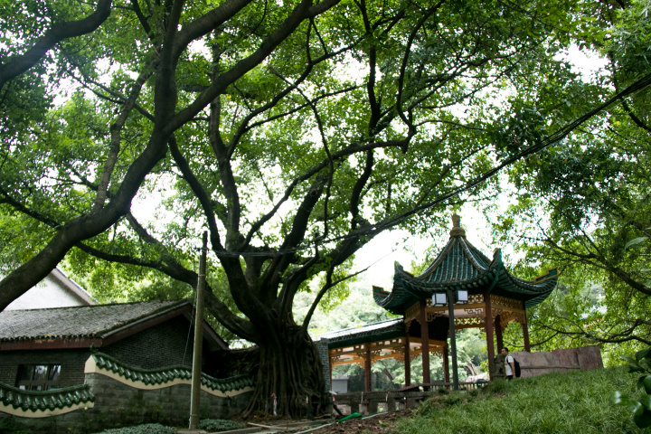 重庆春节小众自驾游推荐,重庆小众宝藏旅行地