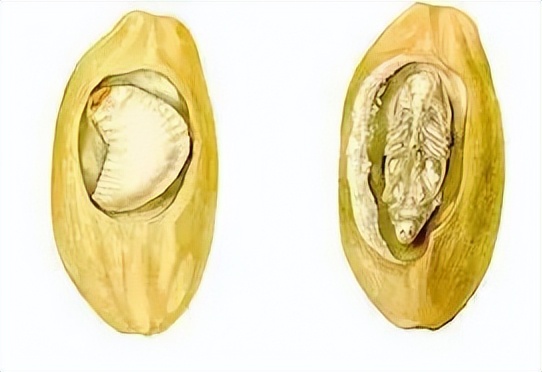 米放进密封盒为什么还是生虫,米如何存放不会生虫