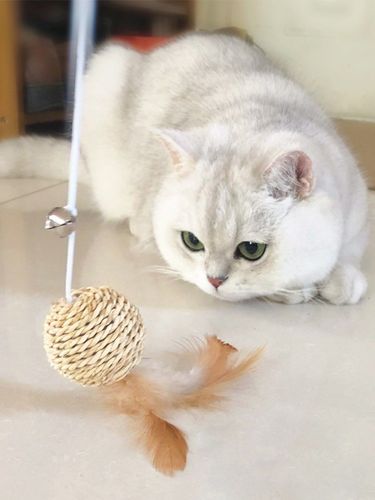 买英短要注意什么,英短猫怎么辨别