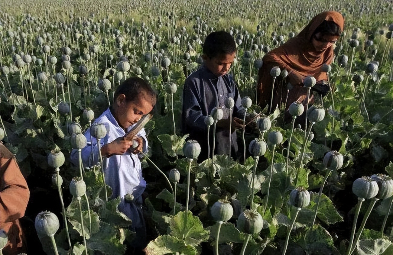 这个国家被称为“丧尸国度”?连狗都在吸毒,美军撤走后一片狼藉