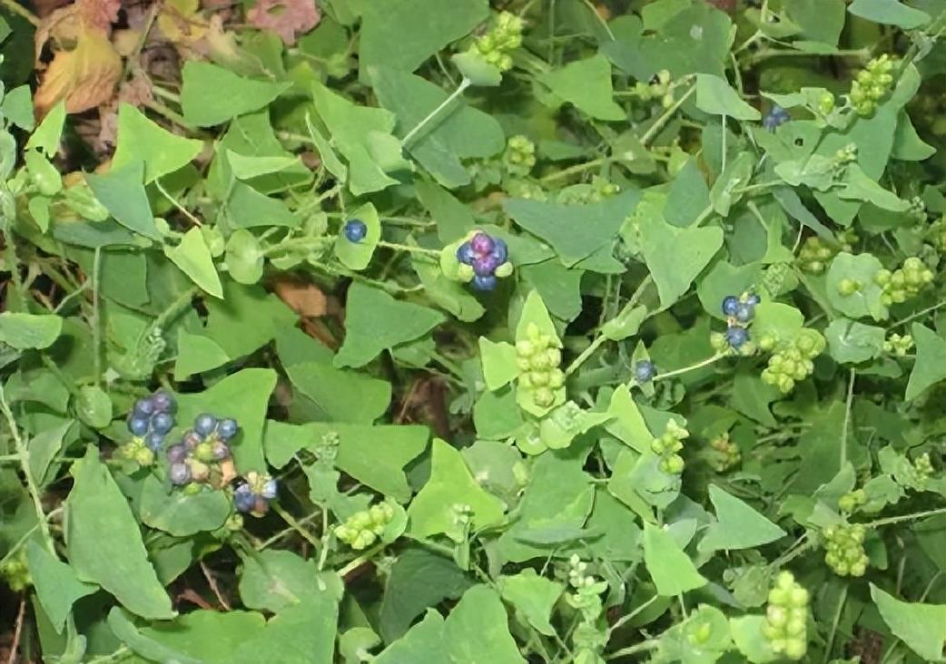 “蛇灭门”到底有多神奇？揭秘老人口中的杀蛇神器！