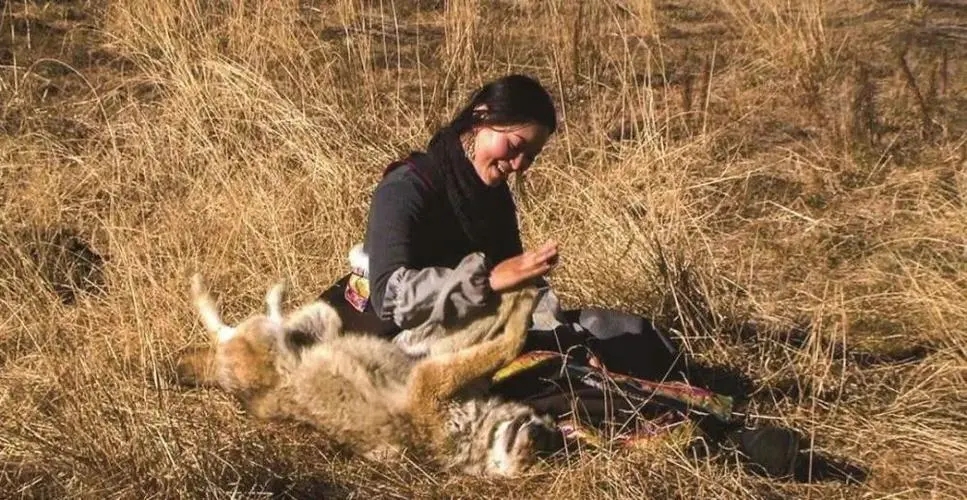 成都画家在草原写生收养狼的故事,成都女青年画家意外收养一只幼狼