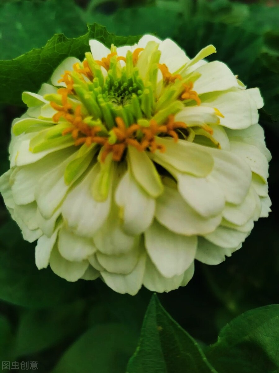 一花一深爱，花海美蓝天，花艳醉*光春**，花笑荡柔情，人间如仙境