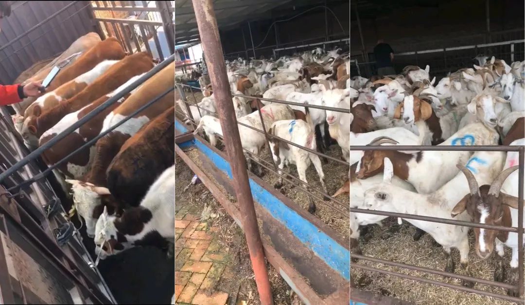 冰与火之歌盈利,冰与火之歌的销量