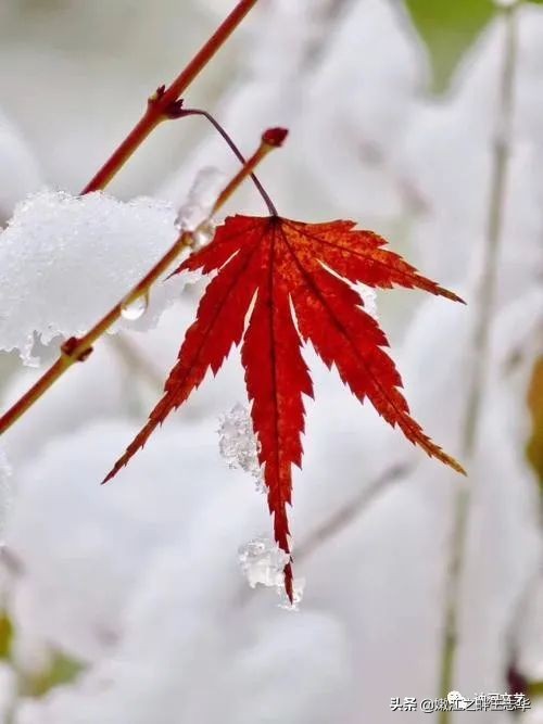 迎新春庆新春诗词,迎元旦庆新年诗词