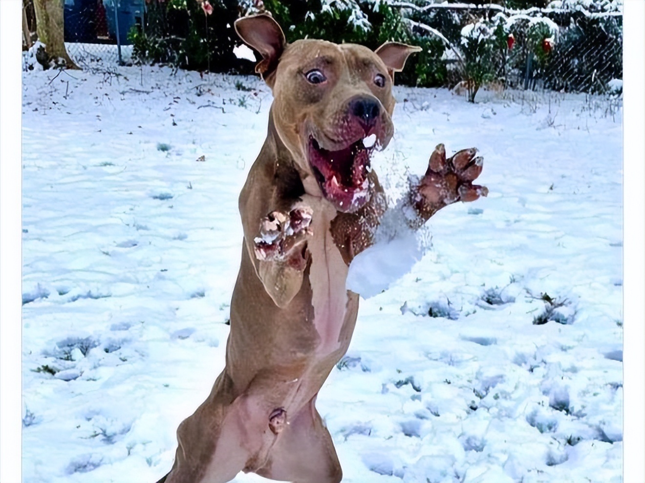 十种非常反骨的狗,狗狗反骨是什么原因