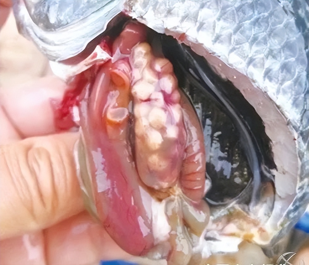 鱼类便秘怎么治疗,鱼塘里的鱼便秘怎么治疗最好