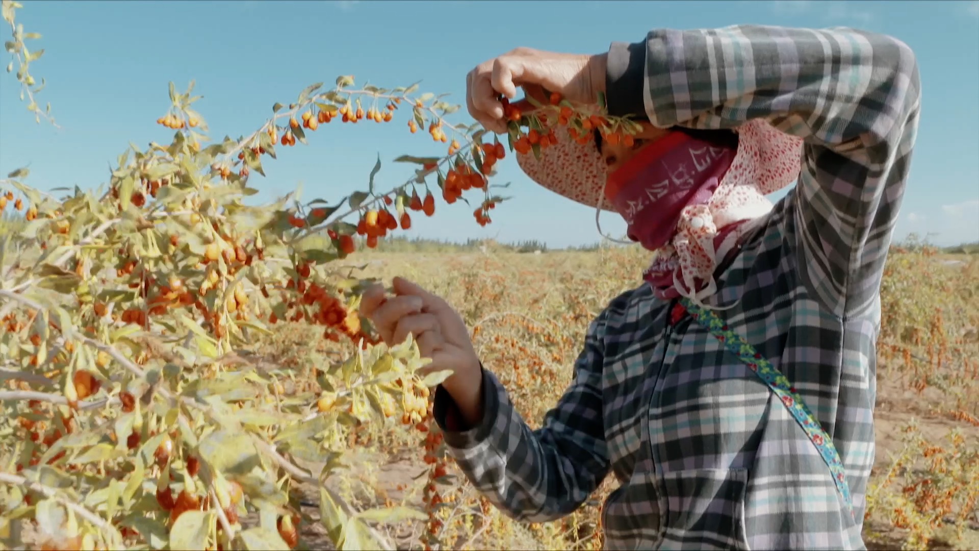 青藏高原诺木洪枸杞,青海诺木洪枸杞什么时候采摘结束