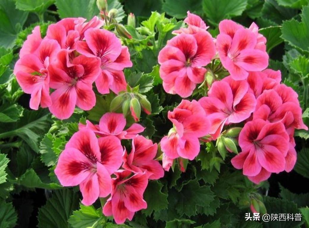 石楠花这么臭为什么要种呢,石楠花为什么种这么多