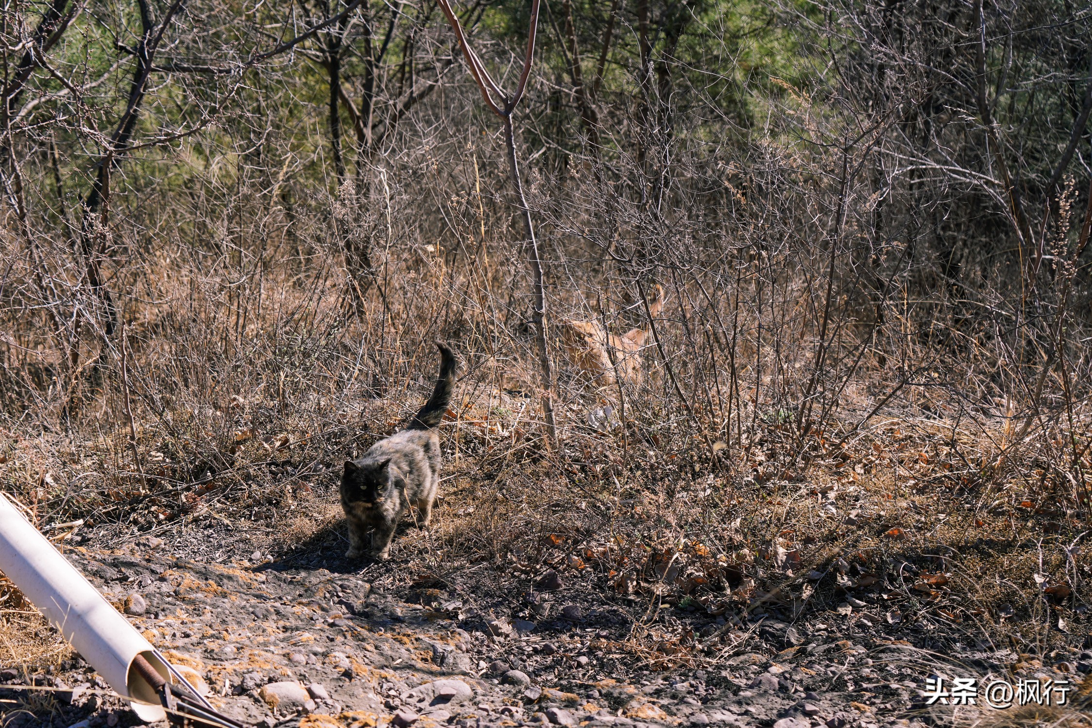 妙峰山一日游详细攻略,京西妙峰山景区