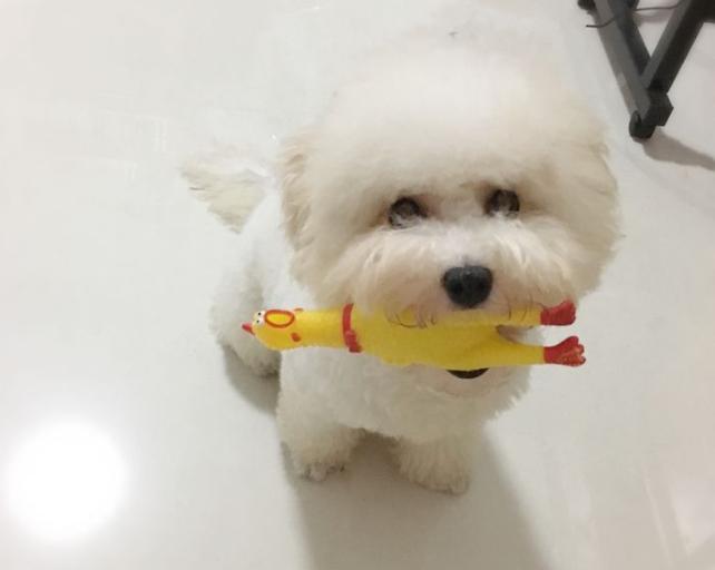 比熊突然变得亲近别人是怎么回事,比熊把人当妈妈