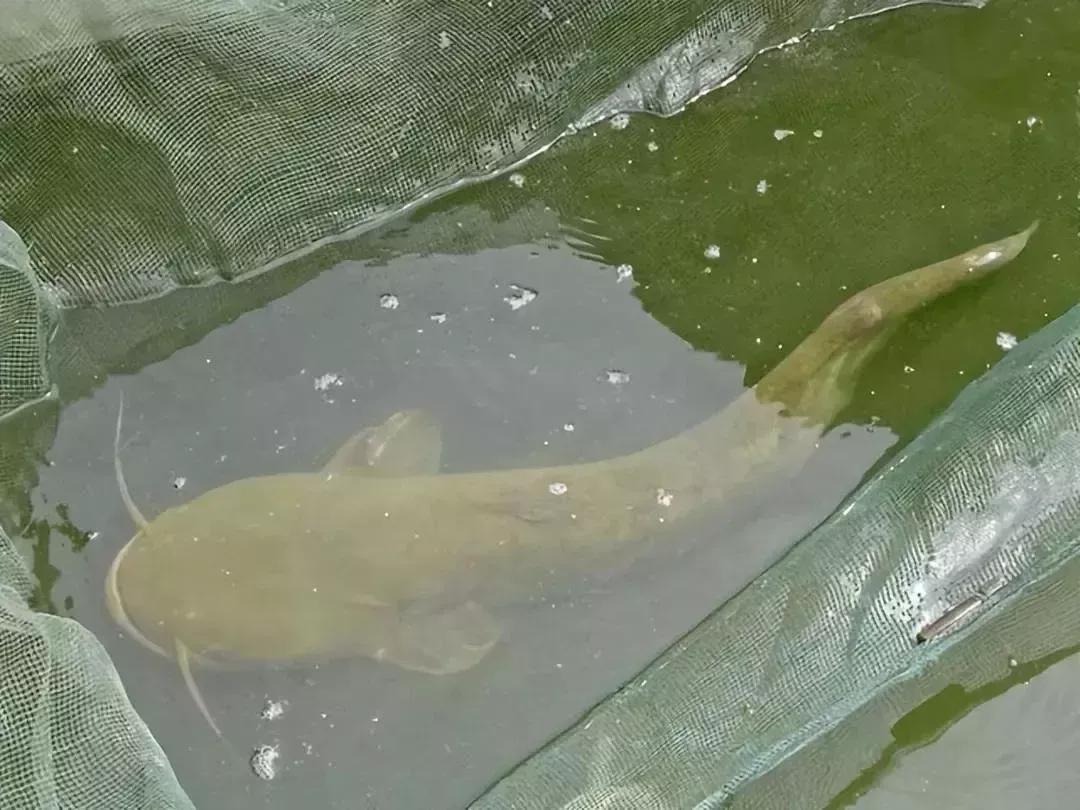 男子20万买一条半死不活的鱼,小伙花800元买一条蓝色大鱼