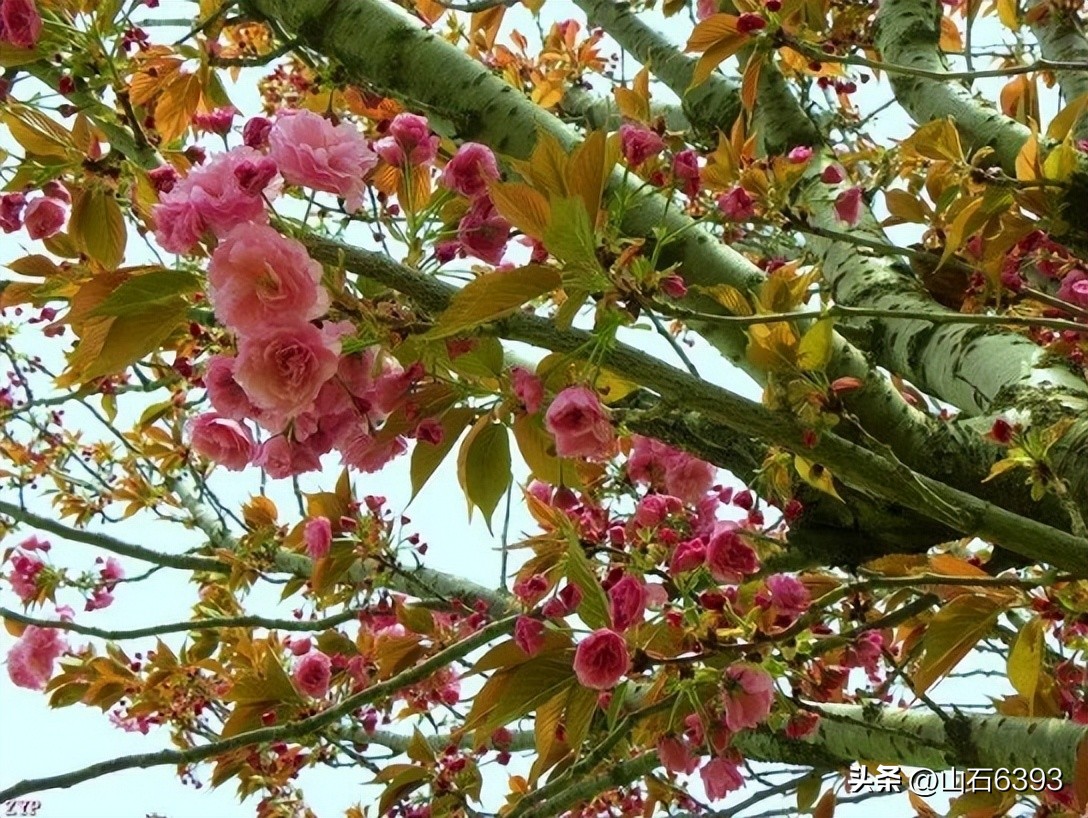 【战友美文】郭福成（天王福哥）：《相遇在春天》（诗）