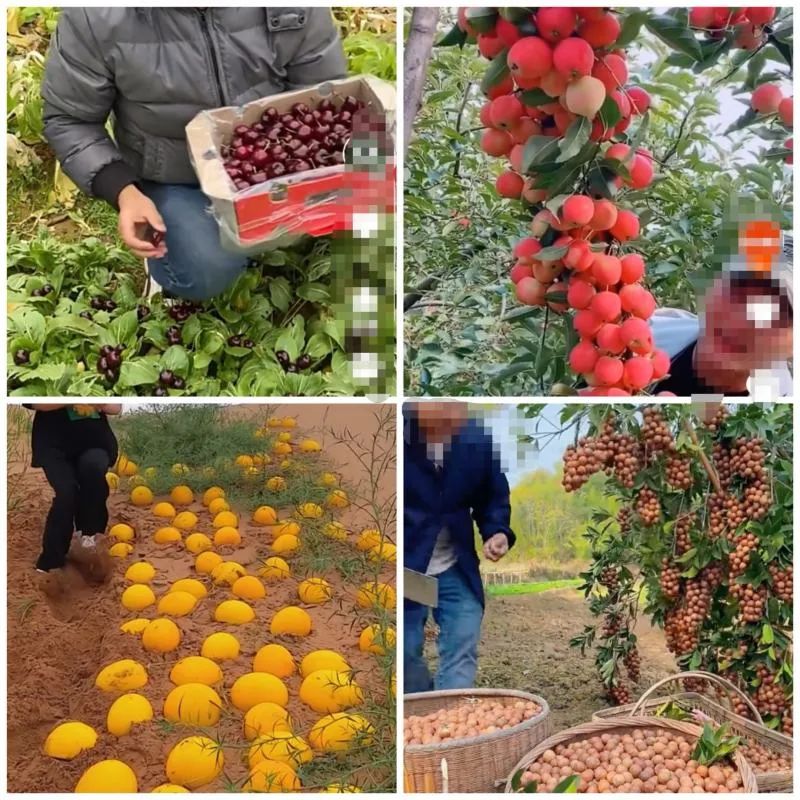 菜地长出车厘子，哈密瓜田里排排坐…农产品直播带货“反常识”该管管了