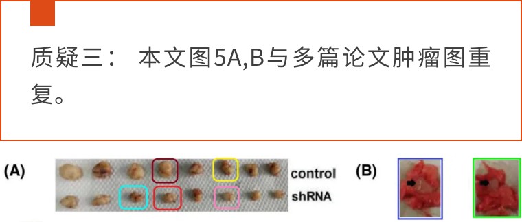 极大关注！天津医科大学第二医院发表的论文因明显图片重复被质疑