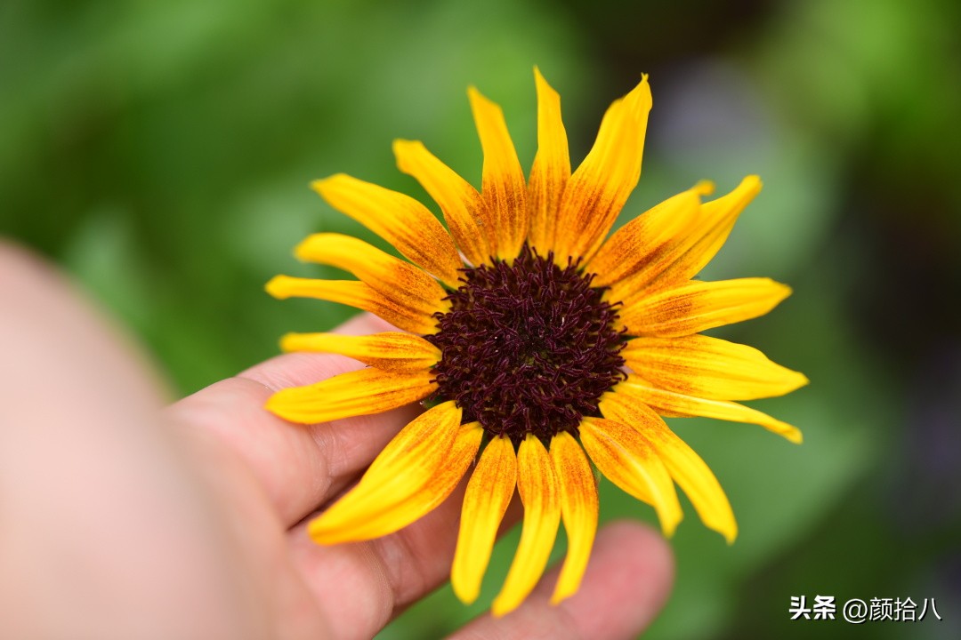 光辉岁月向日葵单朵花能开多少天,光辉岁月向日葵开花效果