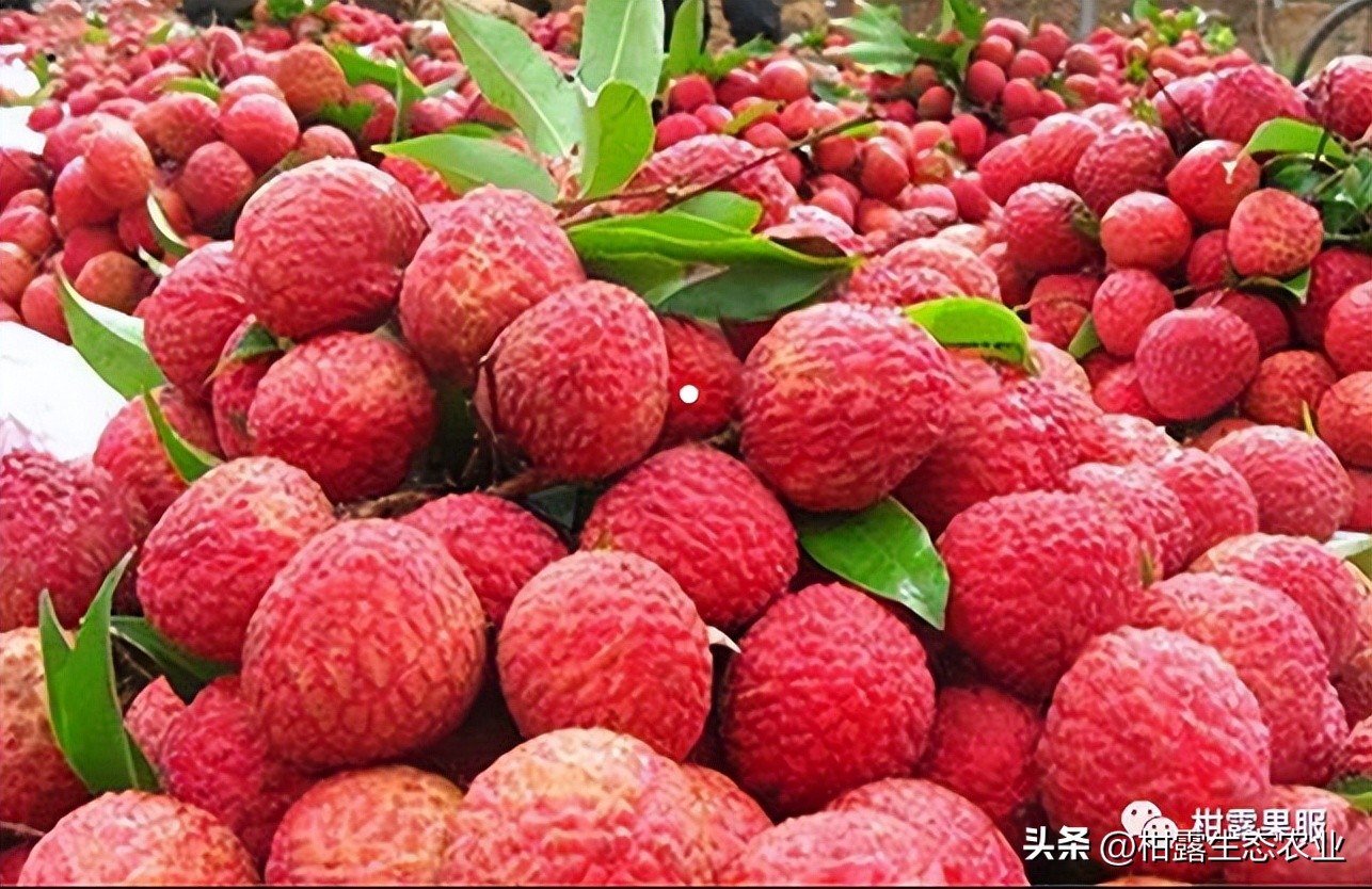 中国水果第一大省有多强视频,广西最大的水果基地