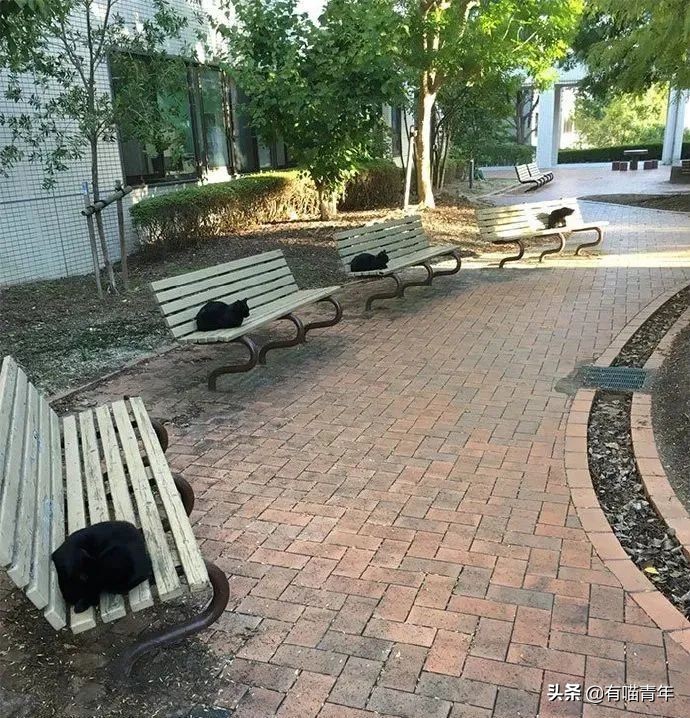 猫核酸检测有必要做吗,猫做核酸粤语视频