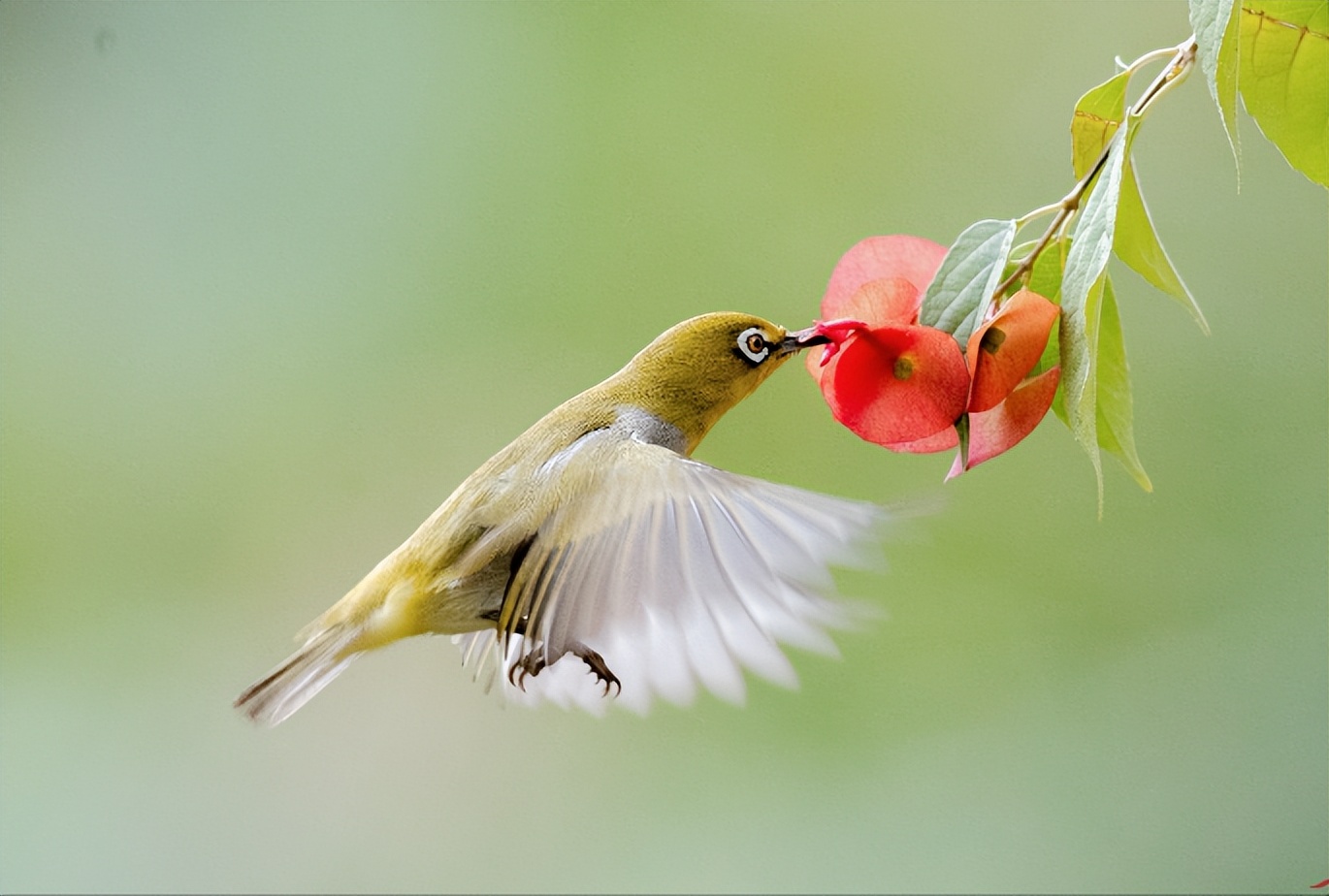 画眉鸟中国四大名鸟之一,四大名鸟绣眼是哪个品种