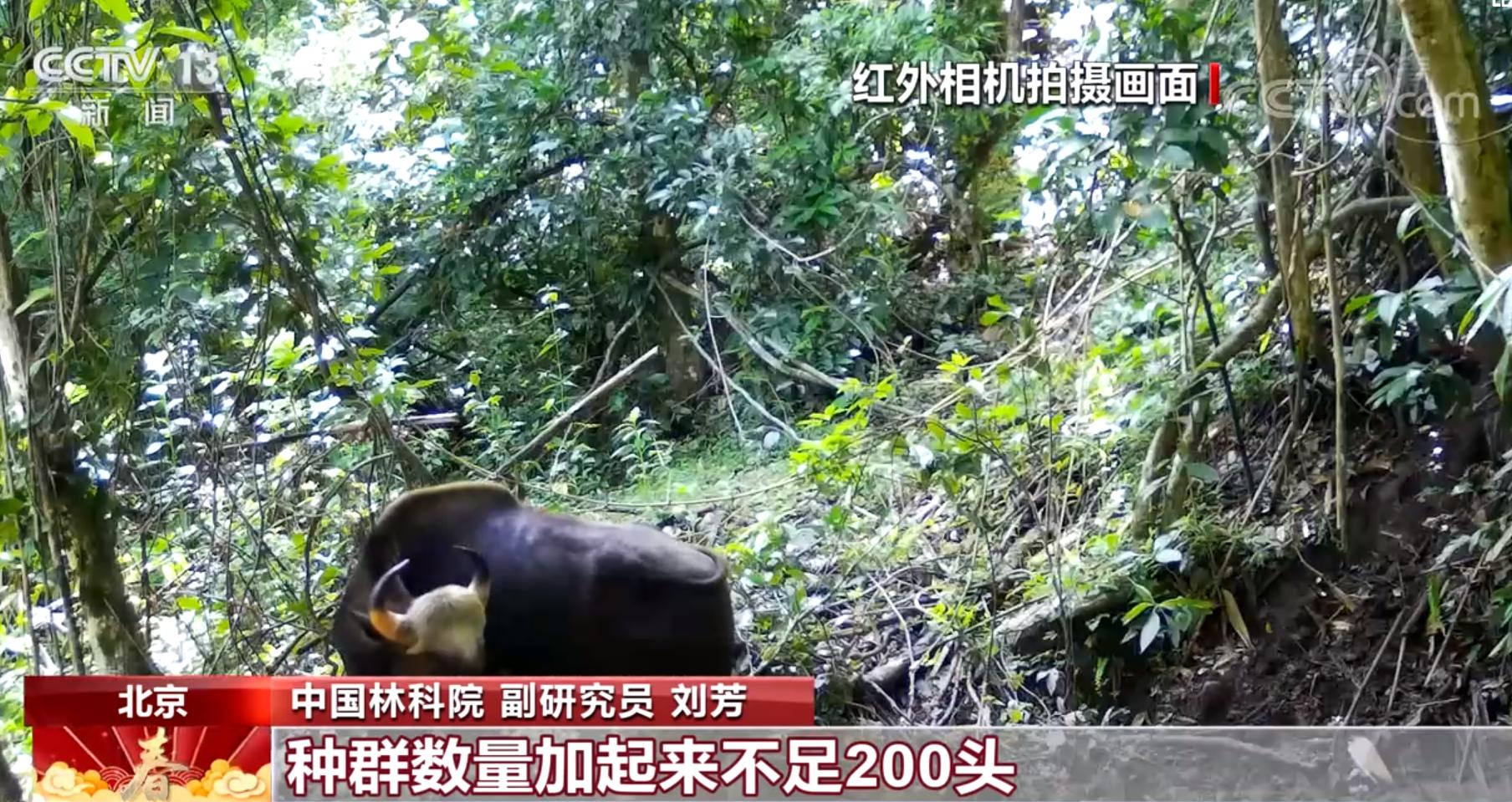 世界上体型最大的牛堪称牛魔王,体型最大的牛是什么牛