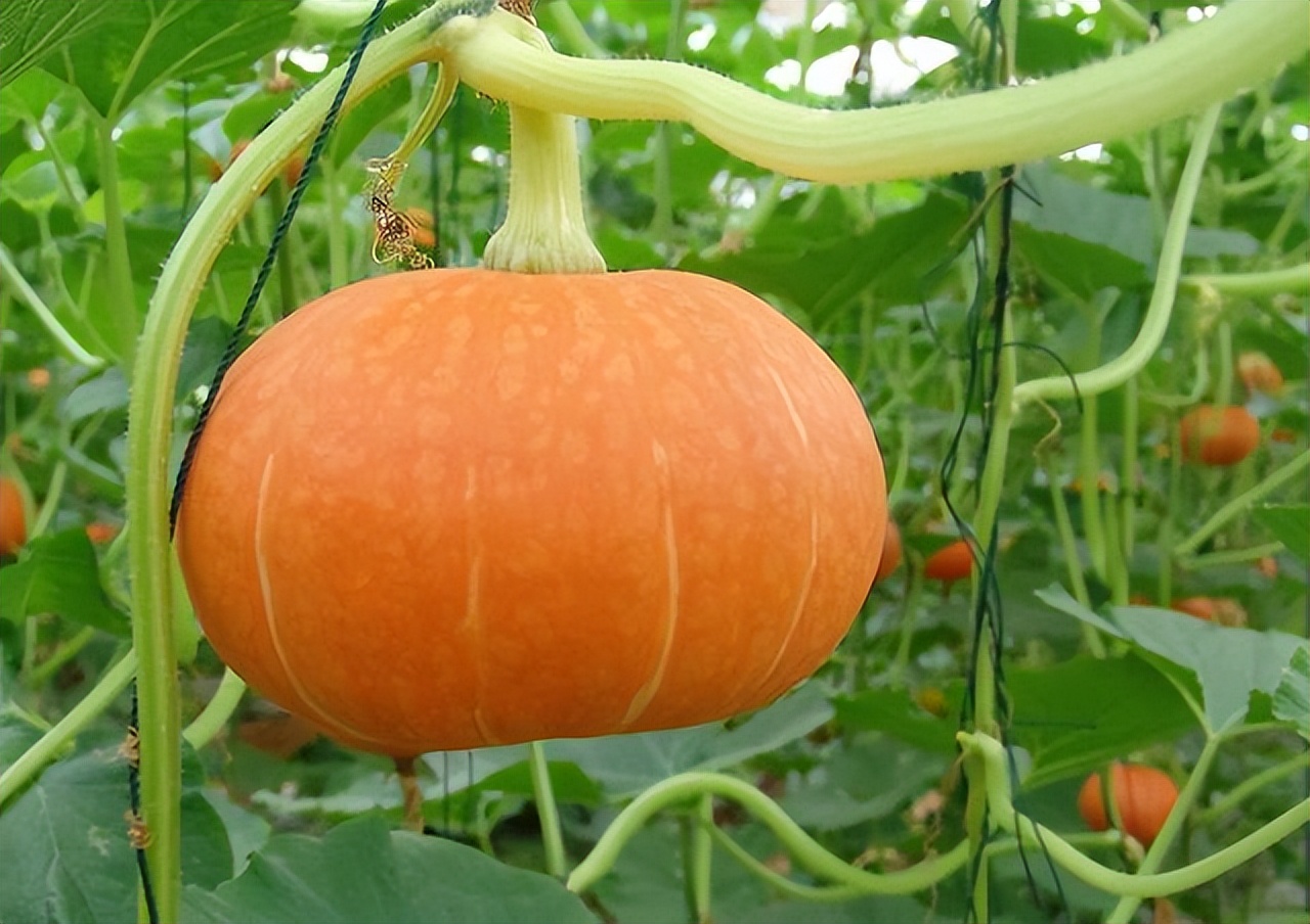 韭菜和枸杞哪个补肾效果更好,韭菜煮水补肾补肝最快的方法