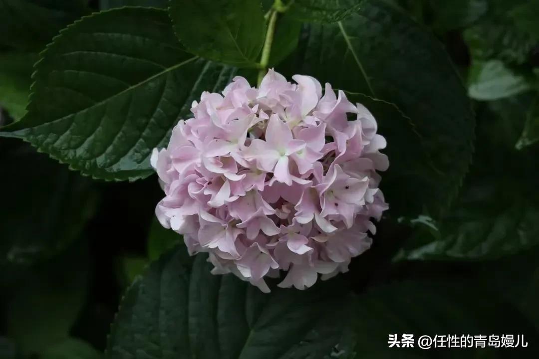 “正是红稀绿暗时，花如圆玉莹无疵”青岛嫚镜头下花花草草之绣球