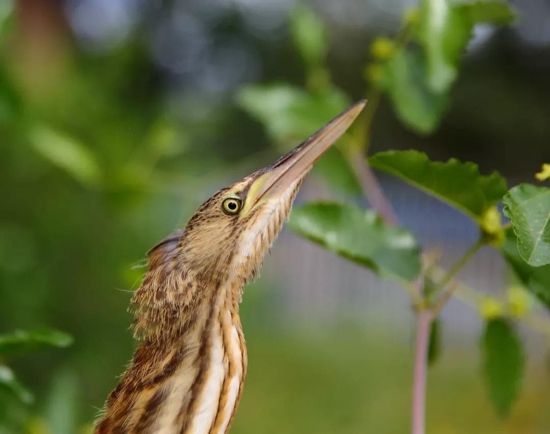 男子户外遇怪鸟受伤全身雪白带灰,湖北一男子回家途中看见一只怪鸟