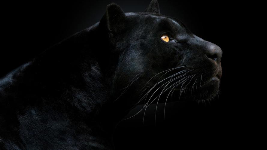 全球十大罕见黑色神兽,最昂贵的十大黑动物