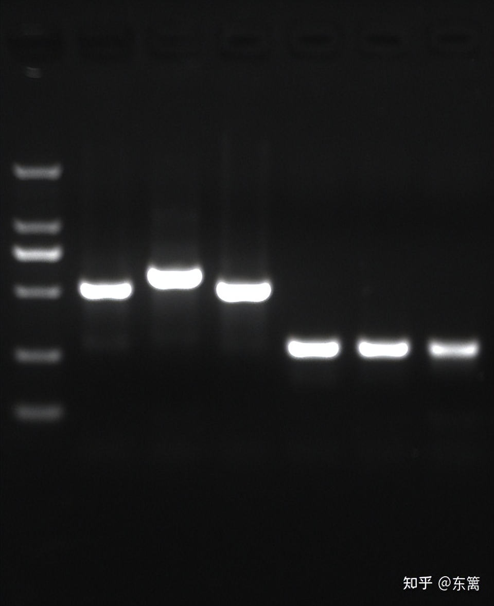 荧光定量qpcr程序,qpcr荧光通道选择