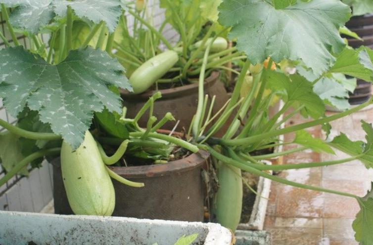 阳台如何种植蔬菜养花,阳台可以种植哪些蔬菜花卉