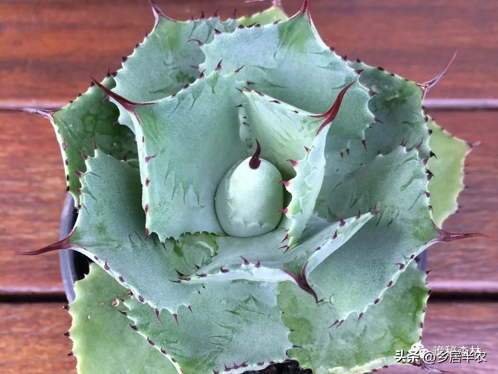 龙舌兰难养的品种,金边龙舌兰品种大全