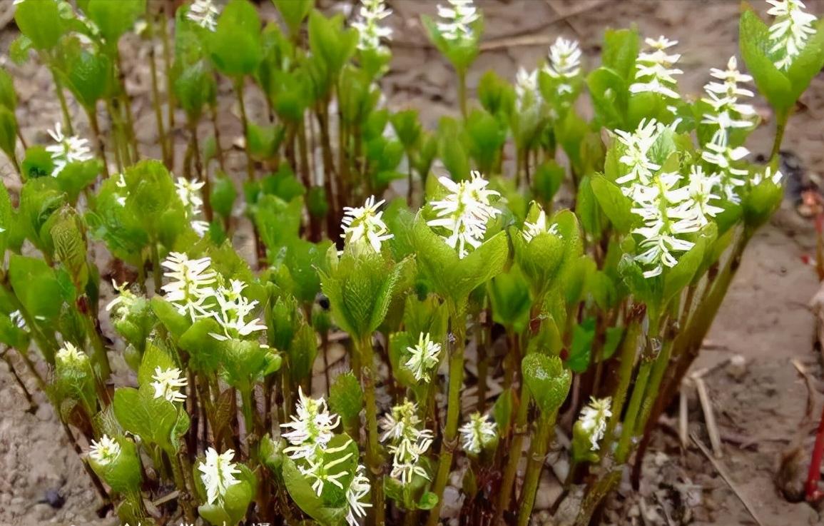 百种鲜花图片欣赏,十种最美丽的鲜花