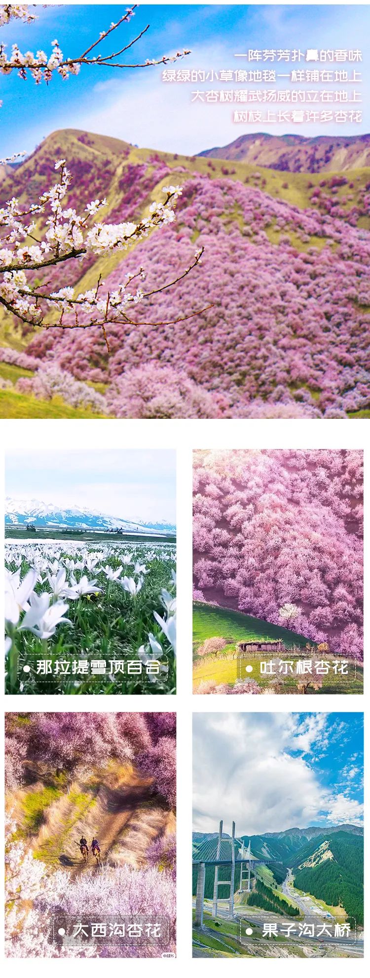 四月新疆伊犁草原,新疆伊犁野杏花最美人间四月天