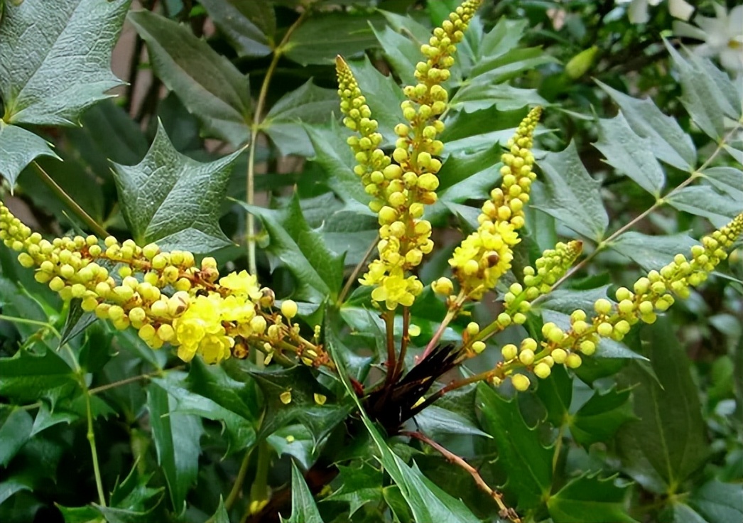 枸骨和十大功劳药用有何区别,枸骨与十大功劳的功效区别