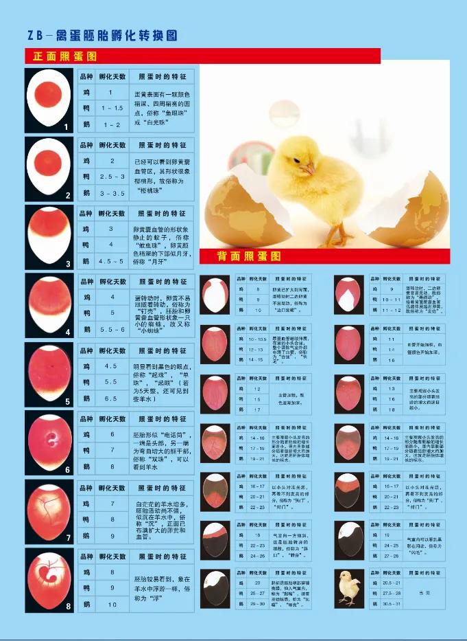 毛鸡蛋能不能吃啊,毛鸡蛋适合什么人吃