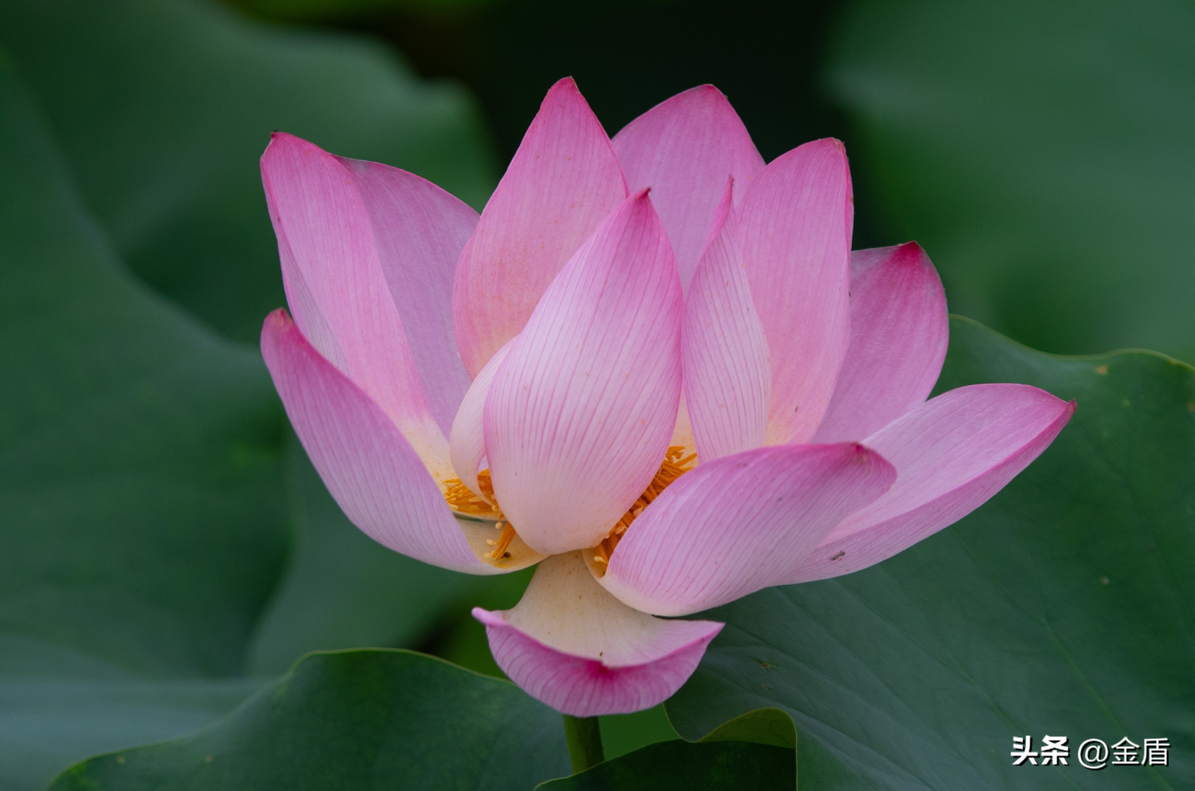 荷花的品格精神有哪些,荷花内在精神品质