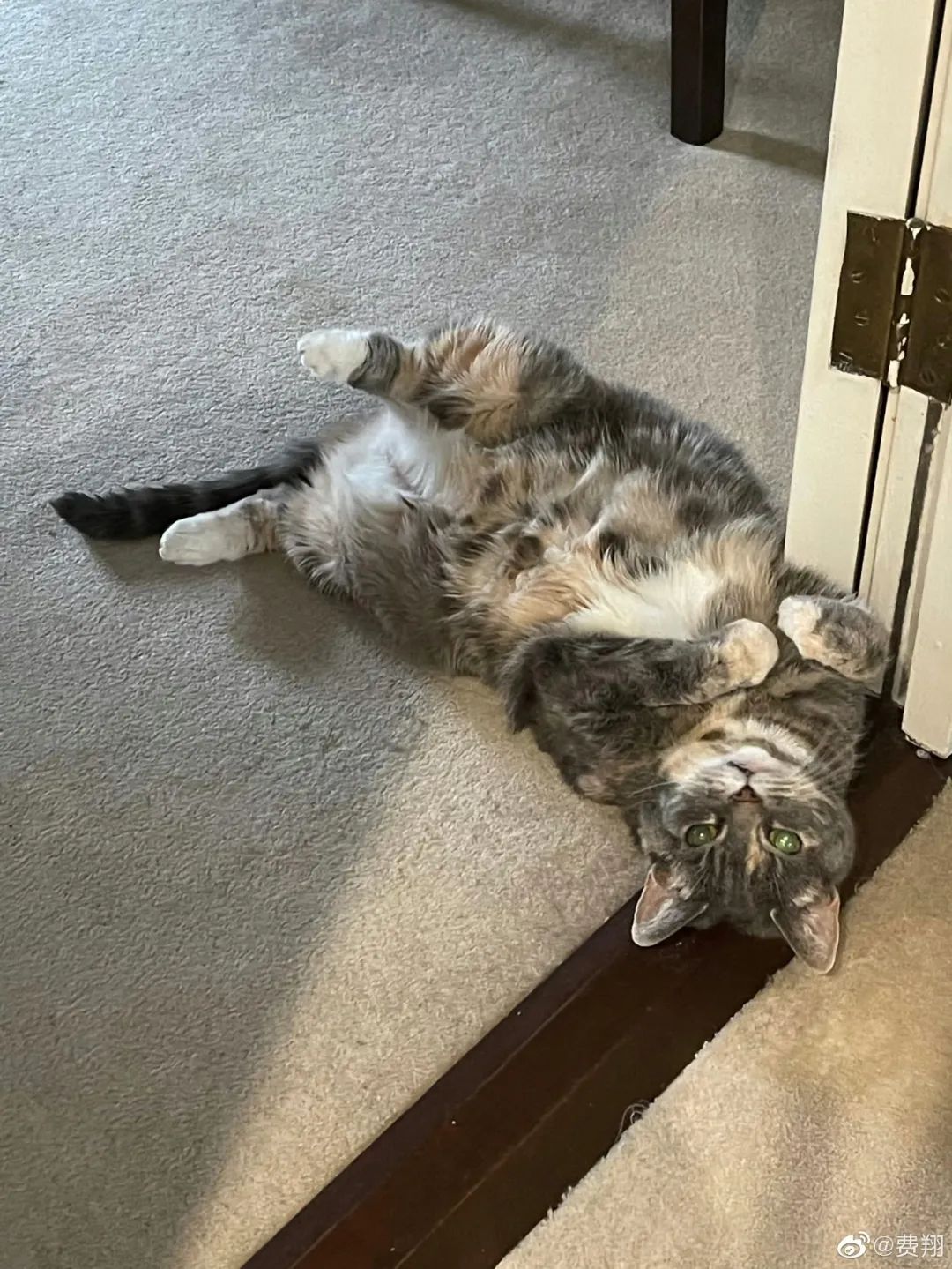 纣王的胸大肌,纣王的胸肌