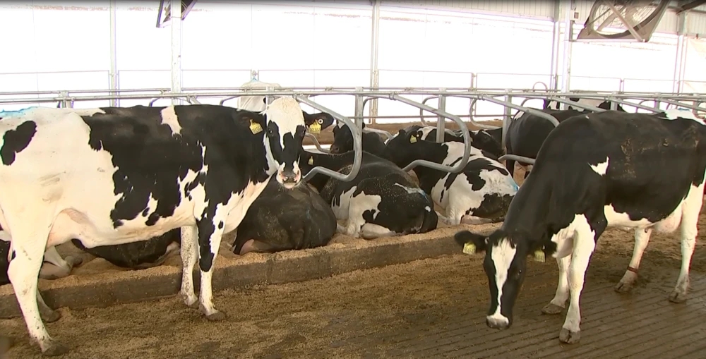 奶牛规模化养殖场建设方案,奶牛养殖场建设的标准是