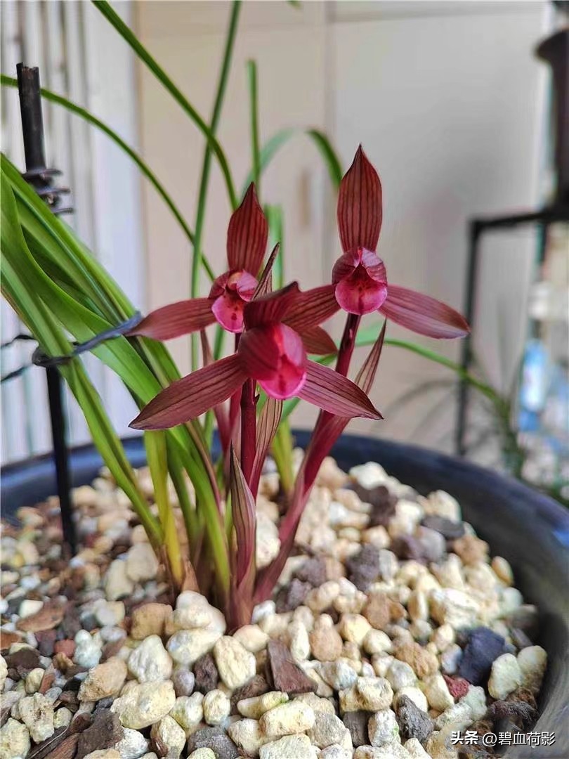 94年，男子10元购入一棵兰花，06年却卖出百万天价，兰友：有眼力