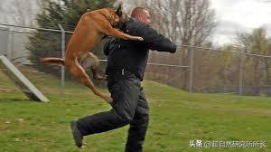 被狗咬了太可怕,被狗咬了才知道疼