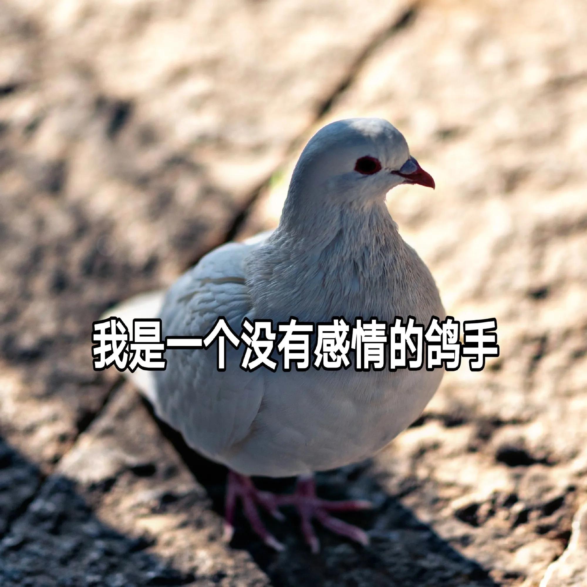 追星真的只能追一个明星吗,那些喜欢追星的明星