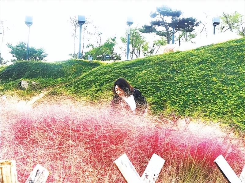 崂山玫瑰花海,崂山七色花海